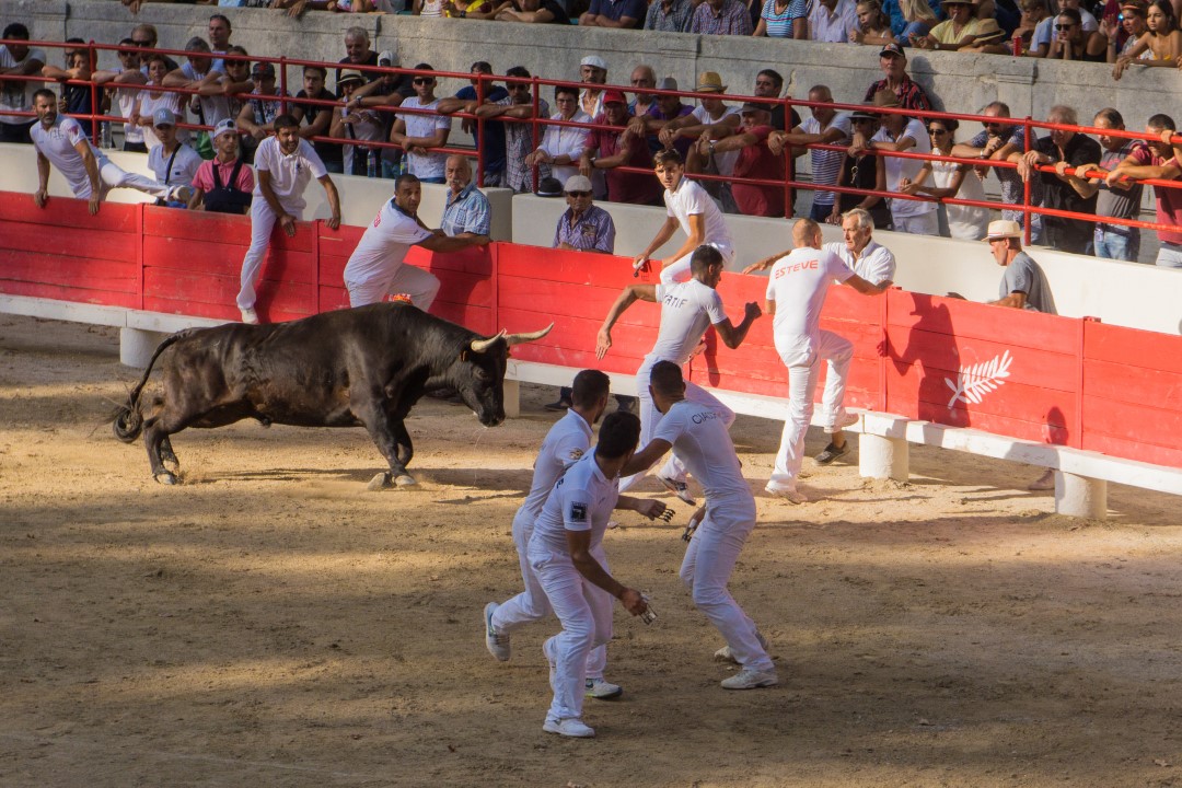Beaucaire_2017-07_Course camarguaise_e1836.jpg